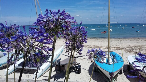 A beach with boats and purple flowers in the foreground. - Spacious rural gite near Malestroit, Brittany - sleeps 6 (Ruffiac)