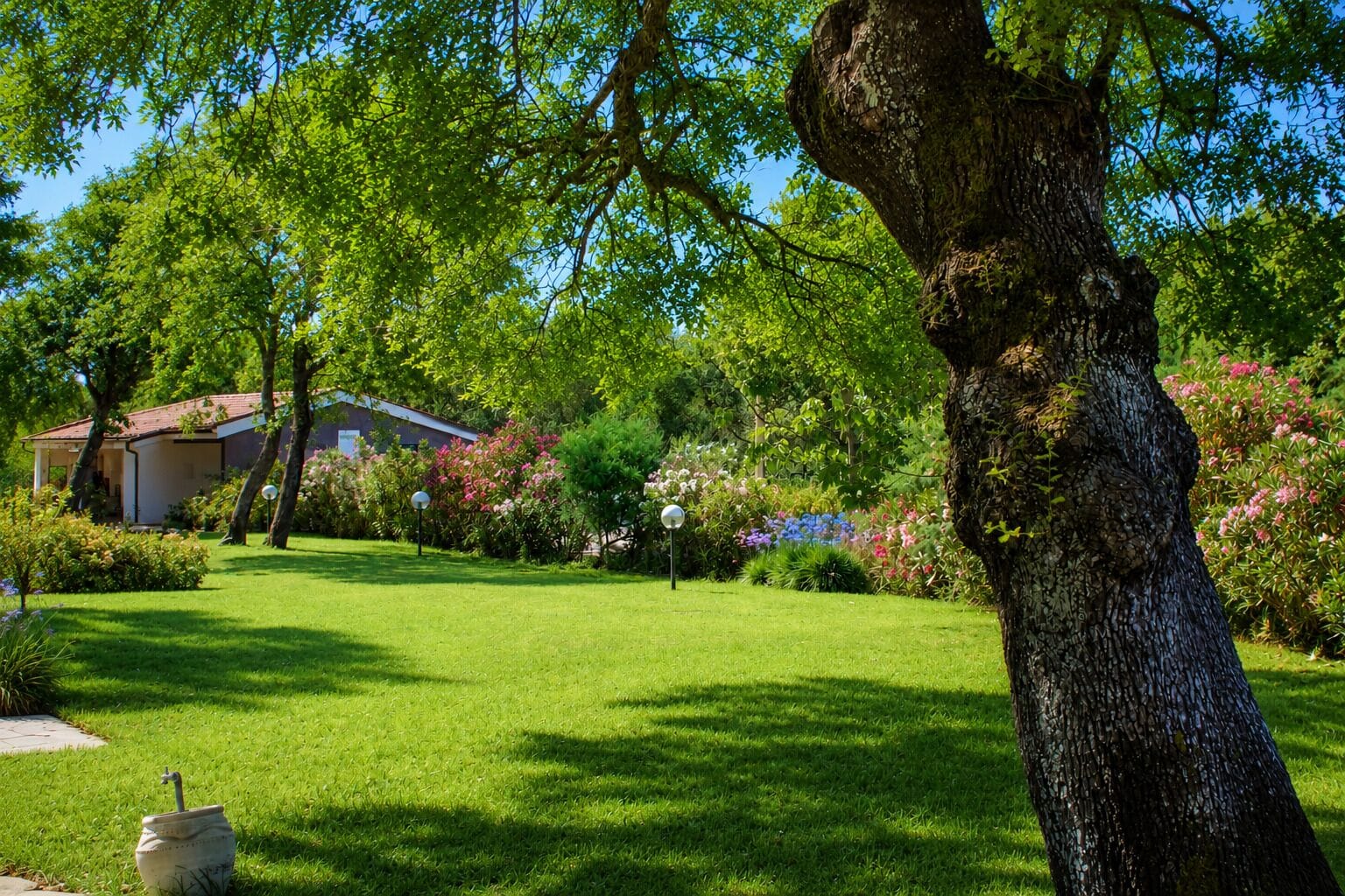 A residential garden with a lawn, a large tree, and a house in the background.