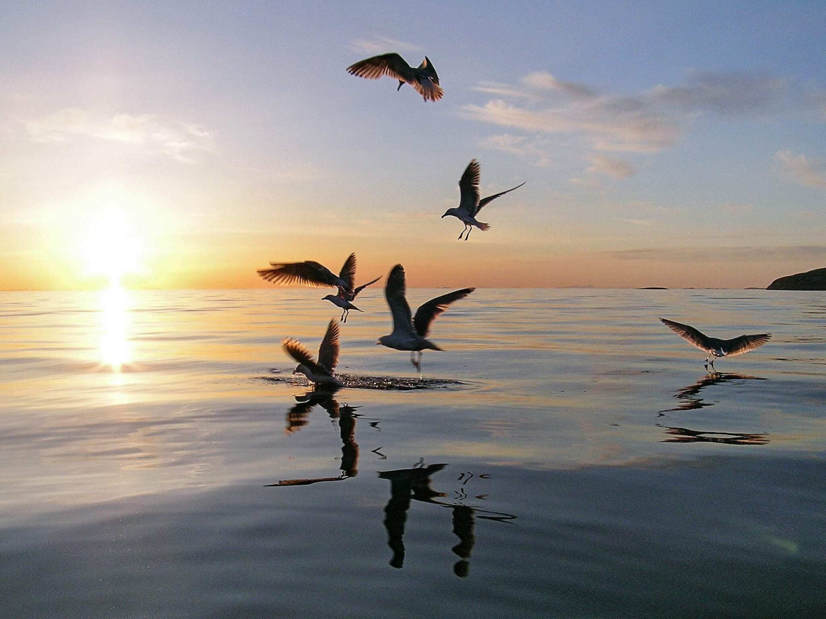A sunset over a calm body of water with birds flying and reflecting on the surface.
