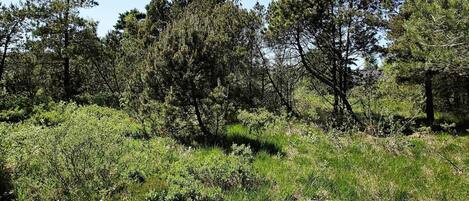 House | View from property