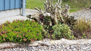 A garden with a large, gnarled tree trunk surrounded by various shrubs and plants.