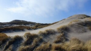A sandy landscape with dunes and sparse vegetation.