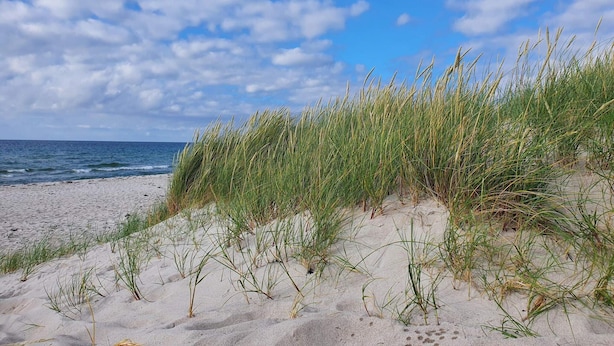 En strand med klitter og græs.