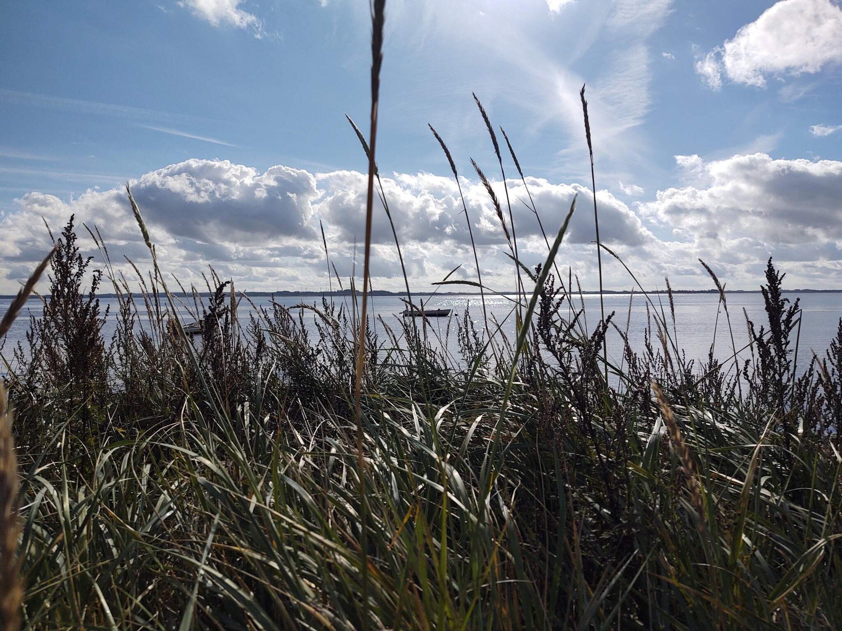 Un paysage naturel avec de hautes herbes au premier plan et une étendue d'eau en arrière-plan.