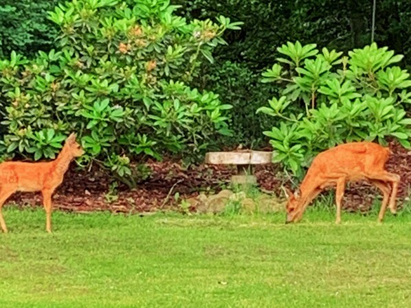 A garden with two deer statues and a wooden sign.