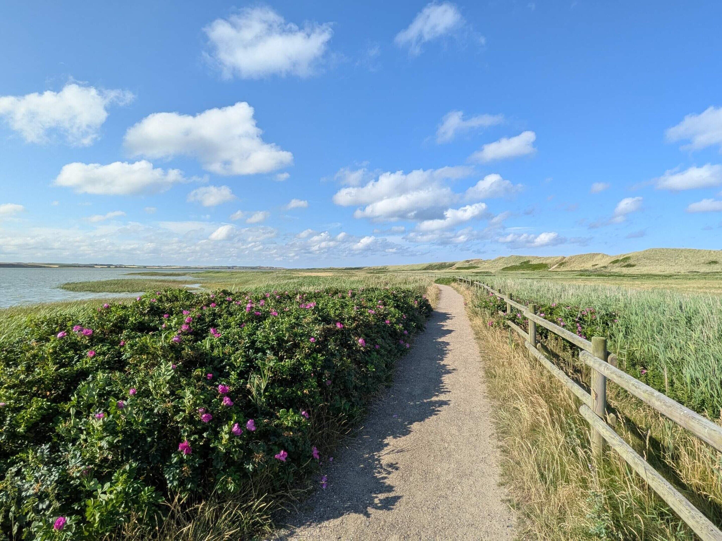 A gravel path bordered by a wooden fence, leading through a field with purple flowers and a body of water in the distance.