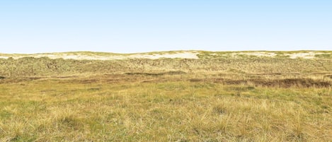 A flat, open landscape with sparse grass and sand dunes in the distance.