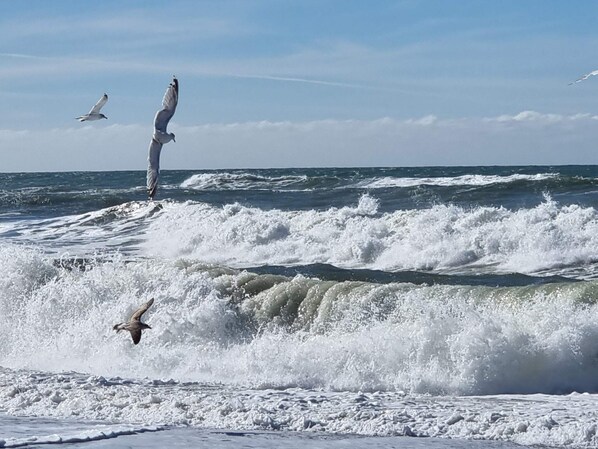 A beach with waves and birds.