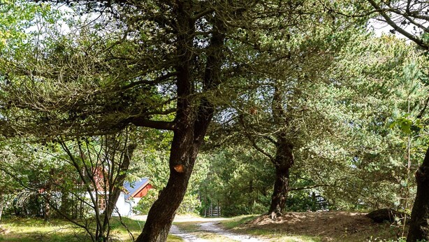 Un sentier étroit et non pavé traverse une zone boisée où les arbres sont denses, et on aperçoit un bâtiment au loin.