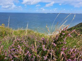 A coastal landscape with grassy areas and purple flowers in the foreground, leading to a view of the sea and a distant shoreline.