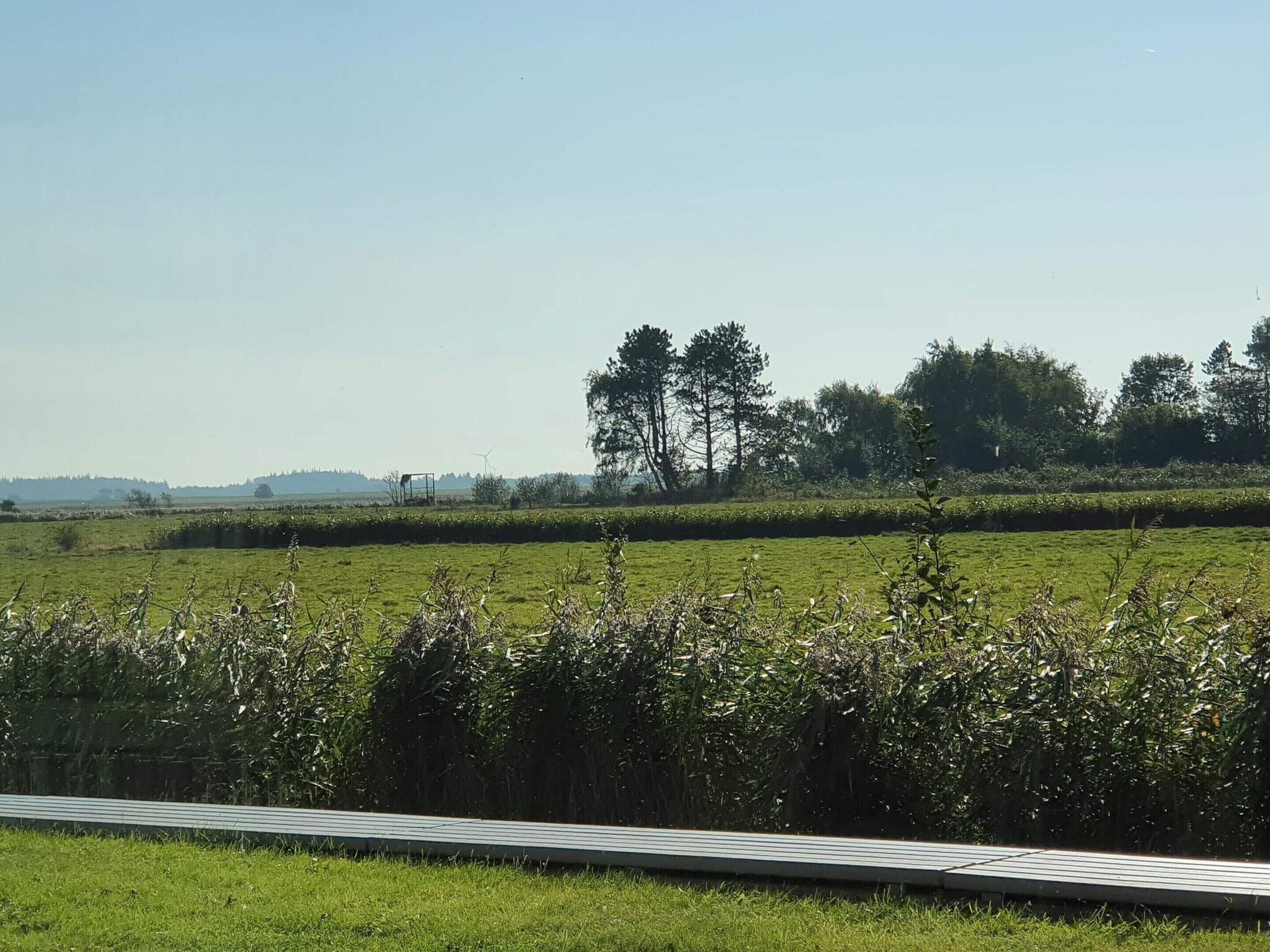 Ein grünes Feld mit einem Metallzaun im Vordergrund und Bäumen im Hintergrund.