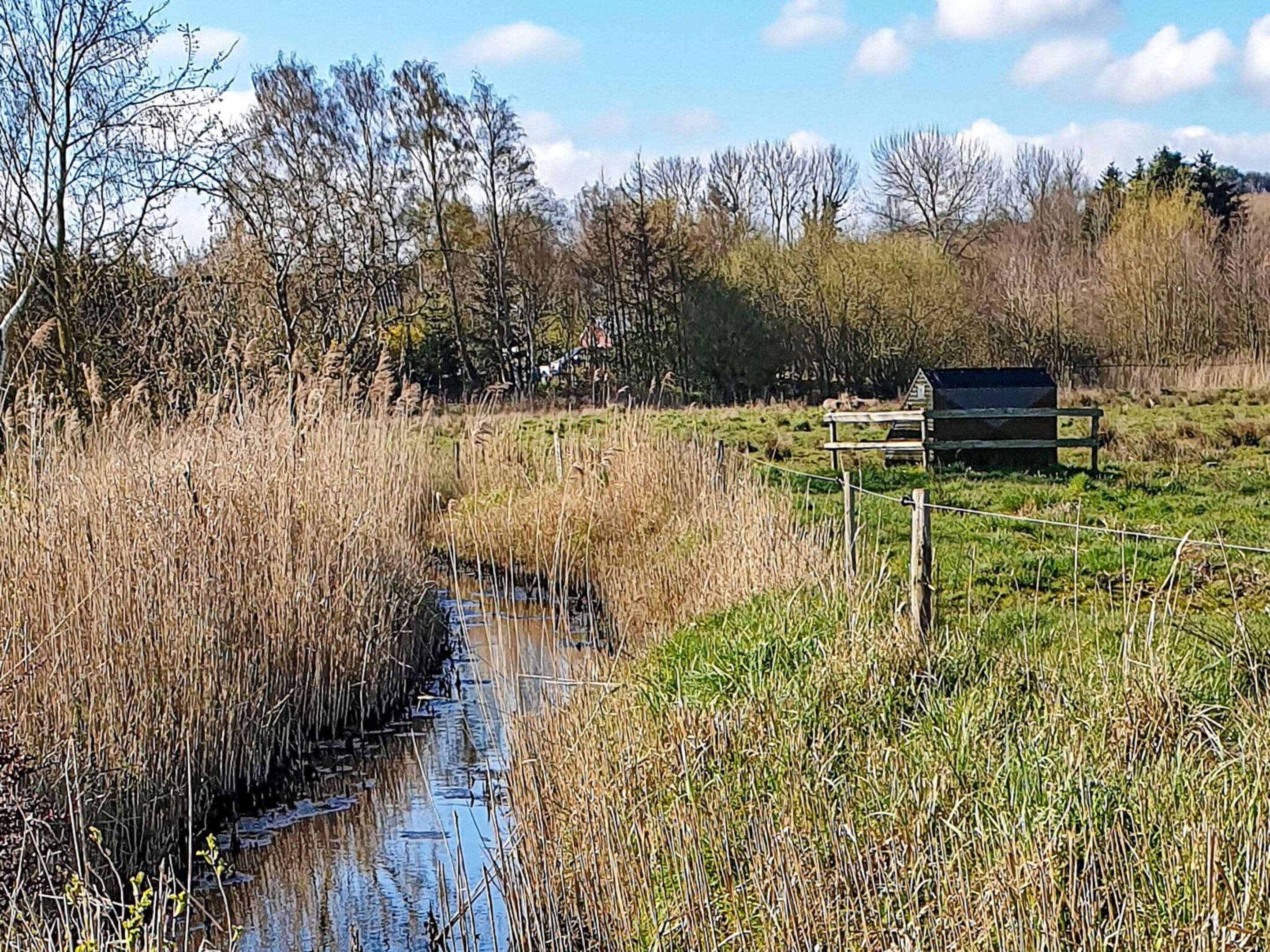 Een landelijk landschap met een kleine beek, dicht riet en een houten constructie op de achtergrond.