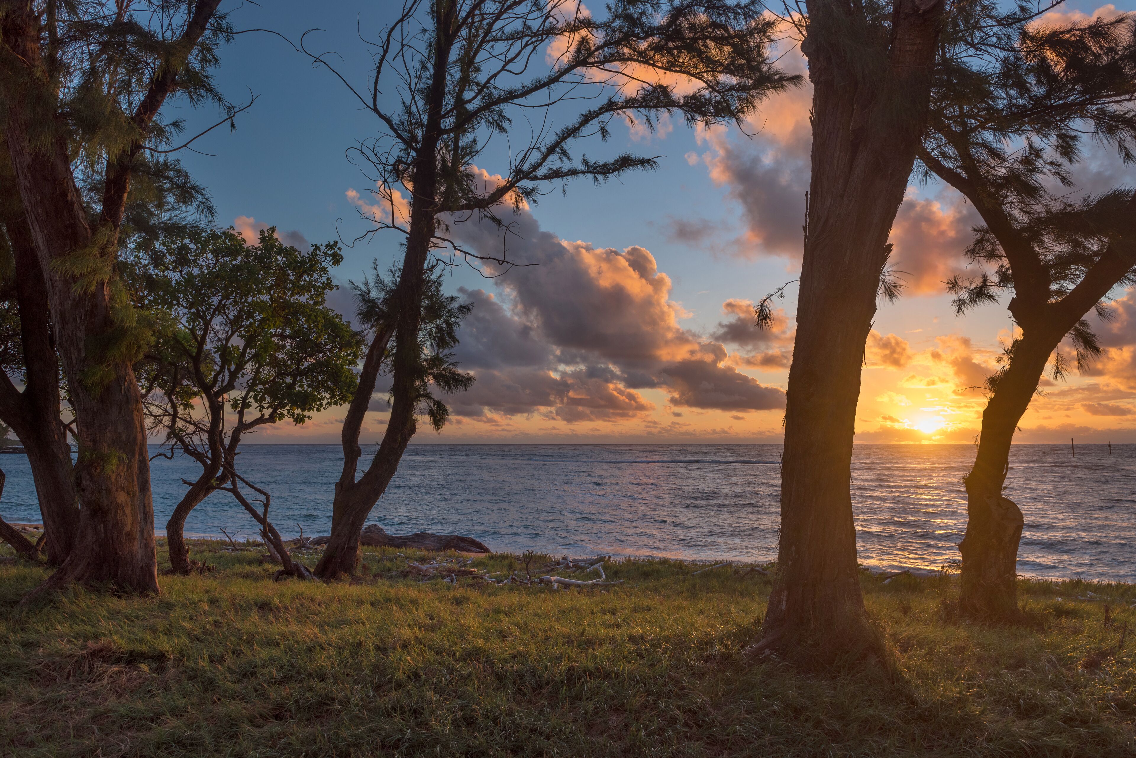 A coastal landscape with trees and the ocean at sunset.