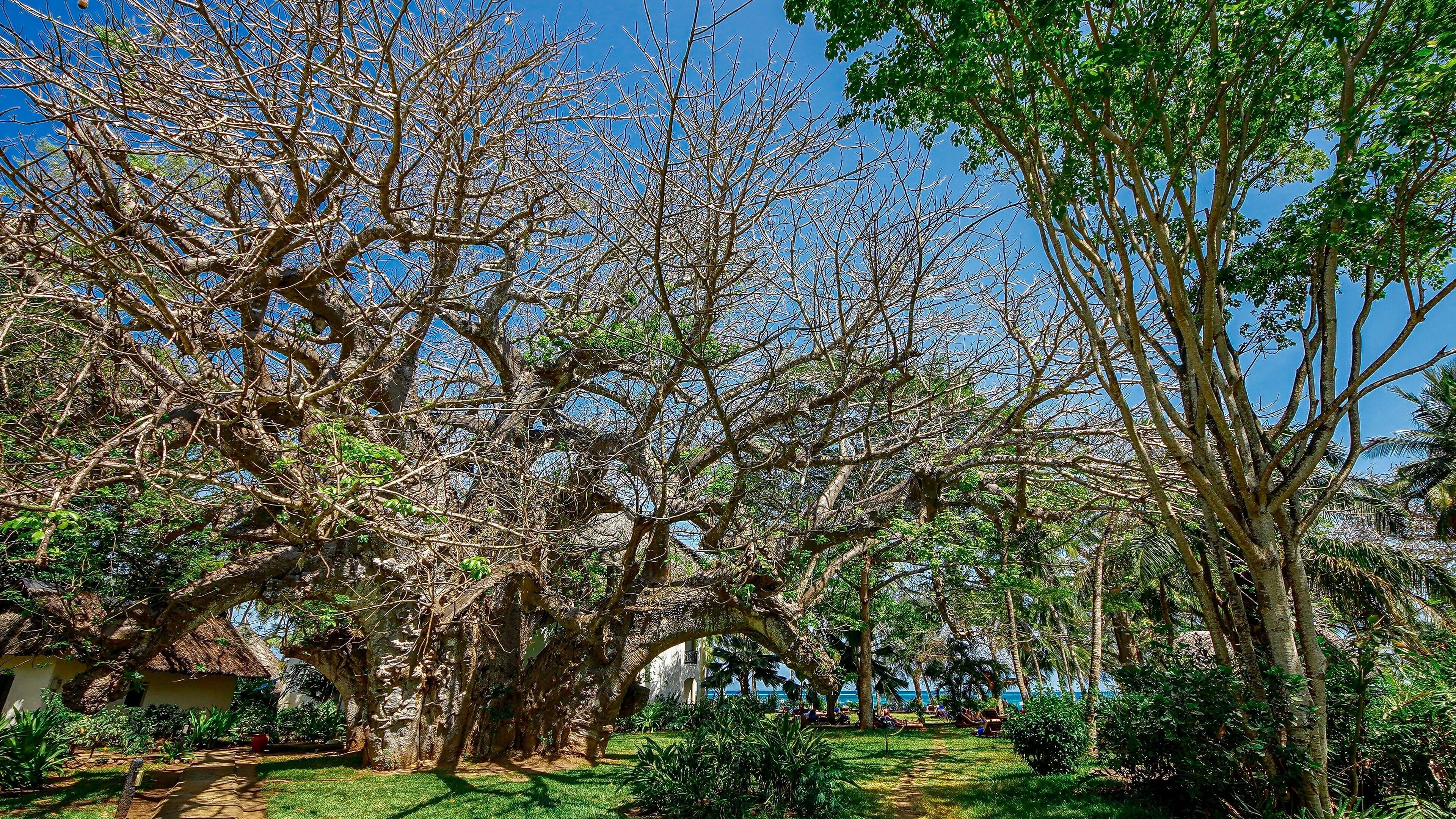 Un jardín con árboles grandes y un sendero.