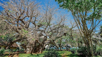 Un jardín con árboles grandes y un sendero.