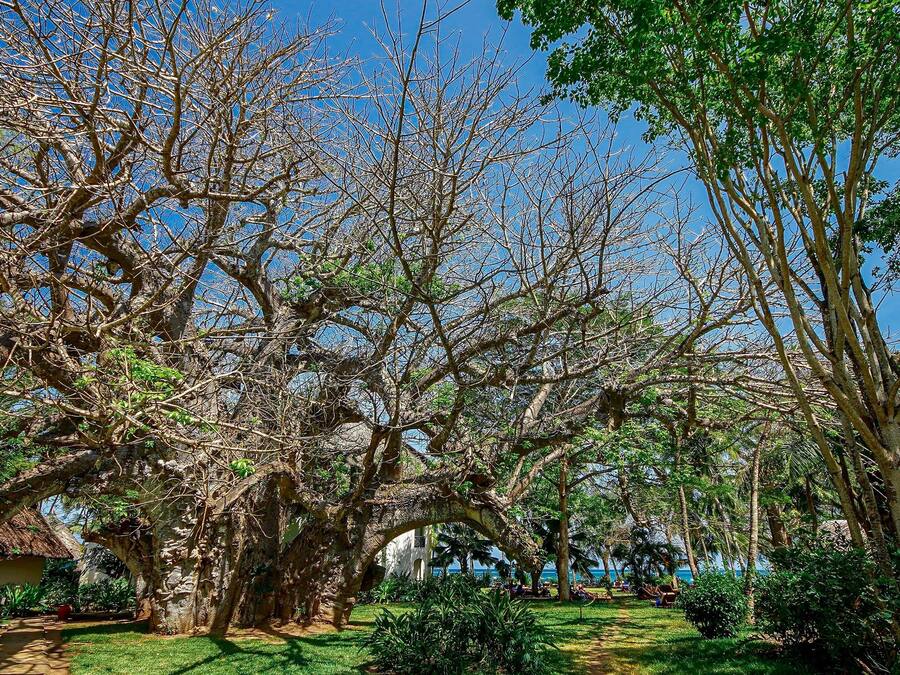 Un jardín con árboles grandes y un sendero.