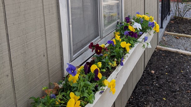 Caja de ventana con diversas flores, fachada de edificio y zona con grava.
