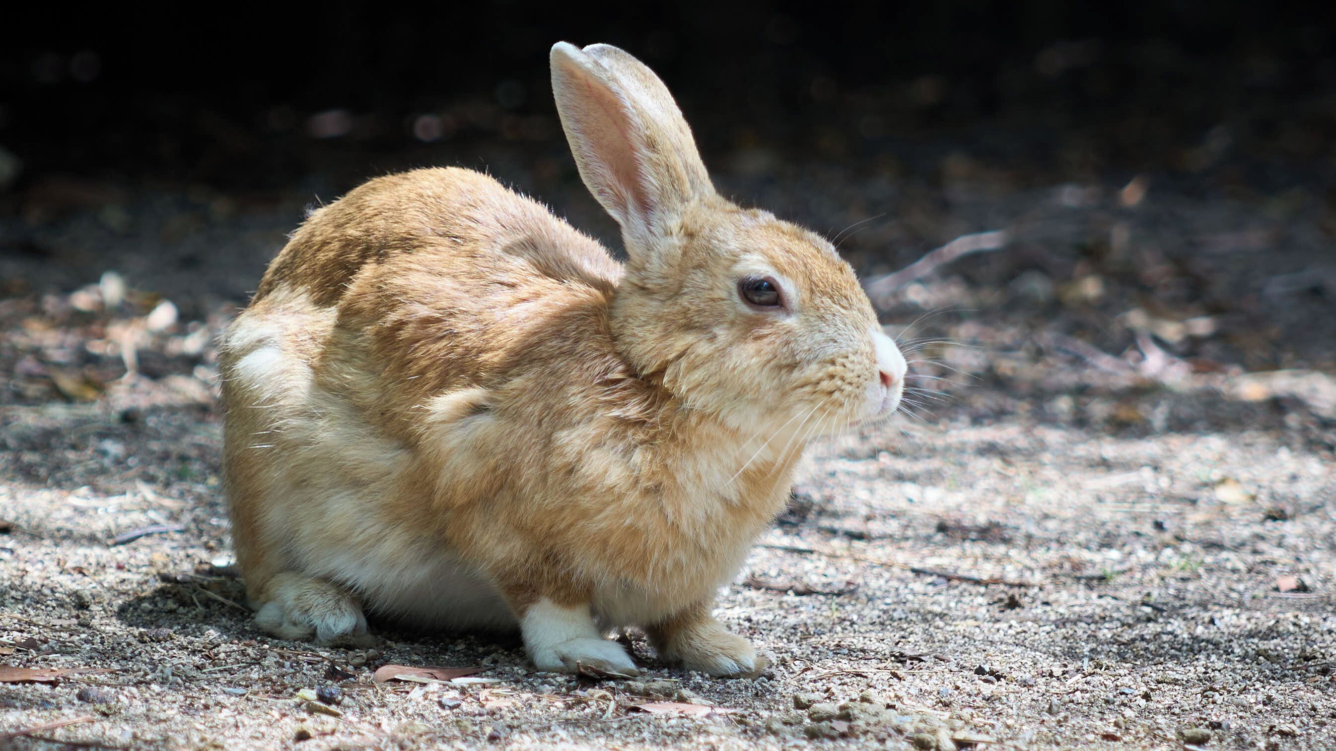Un conejo sentado sobre una superficie de grava.