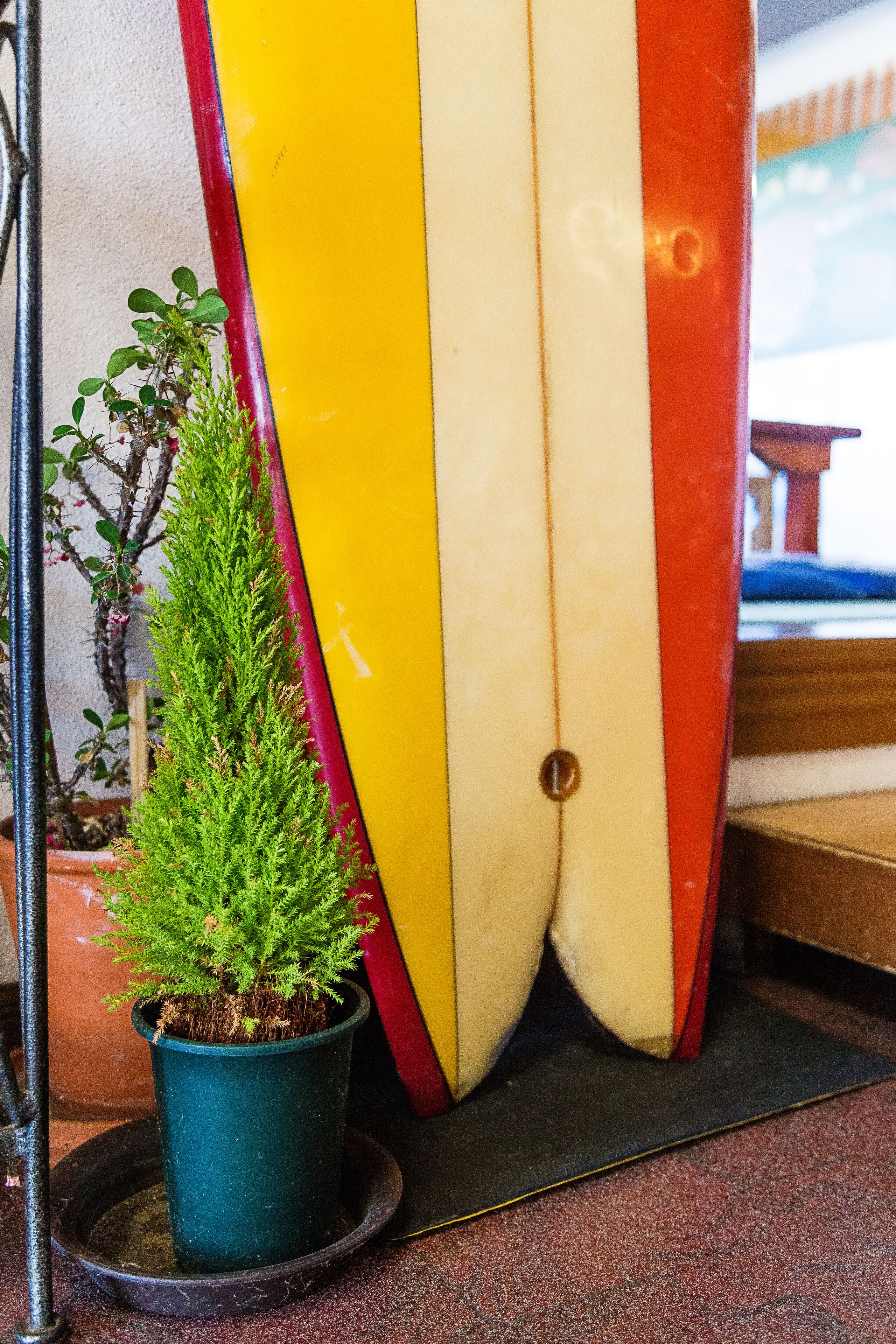 A potted plant next to a surfboard.