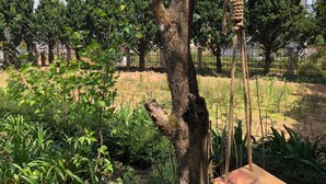 A tree with a rope swing, surrounded by greenery and a fence. - Pine Tree House Da Lat (Lam Vien - Da Lat)