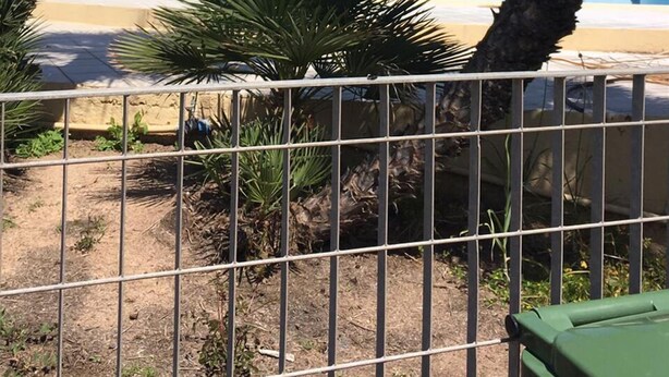 Zona de piscina con palmeras, una área cercada y un edificio con balcones al fondo.
