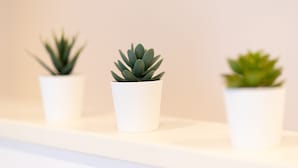 Three small potted plants on a white shelf. - Doraemon's House (Osaka)