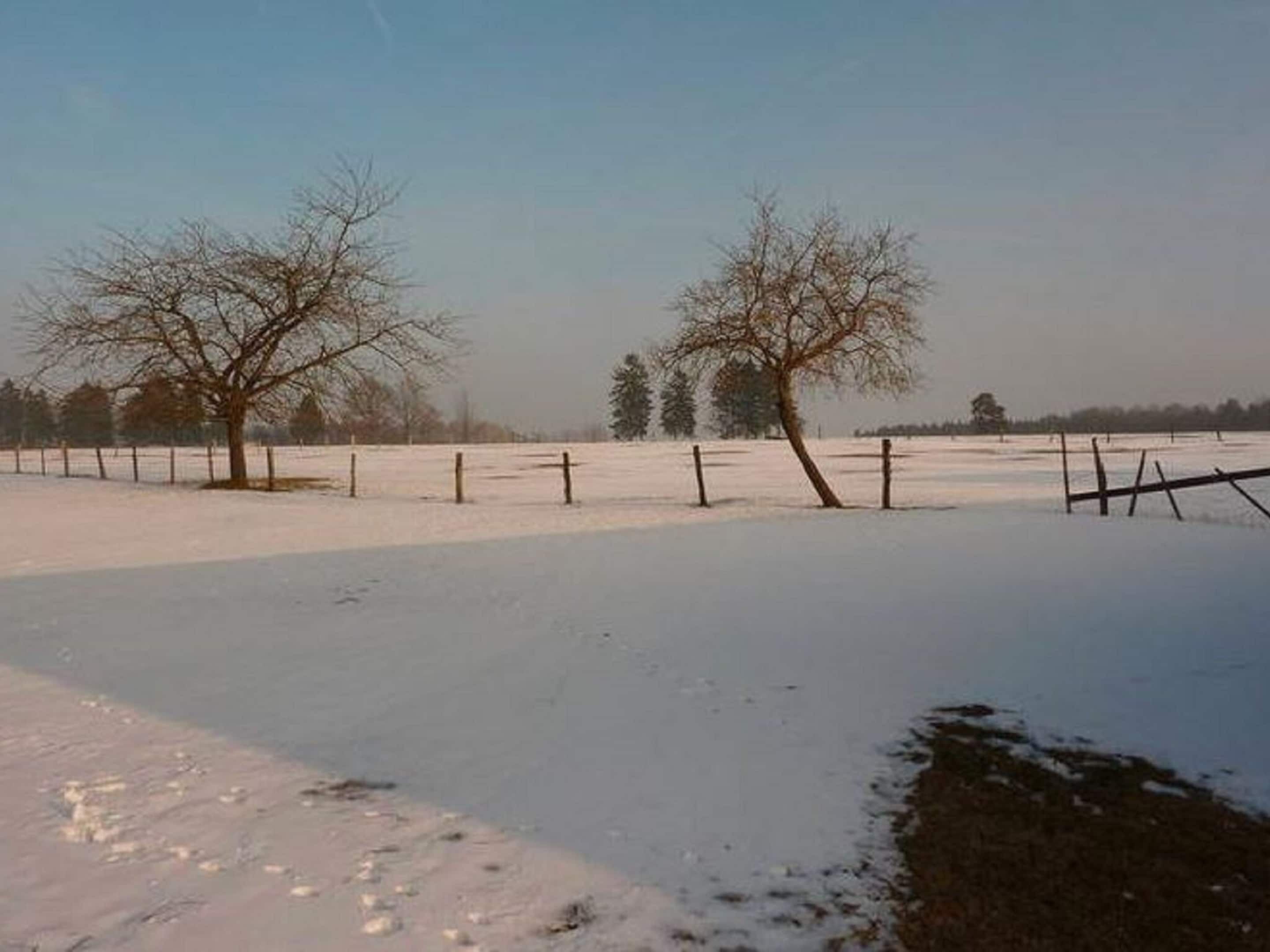Schneebedeckte Landschaft mit kahlen Bäumen und einem Zaun.