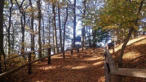 A forested area with a wooden pathway leading to a structure. - Bungalow in Miedzyzdroje Near the Beach (Międzyzdroje)
