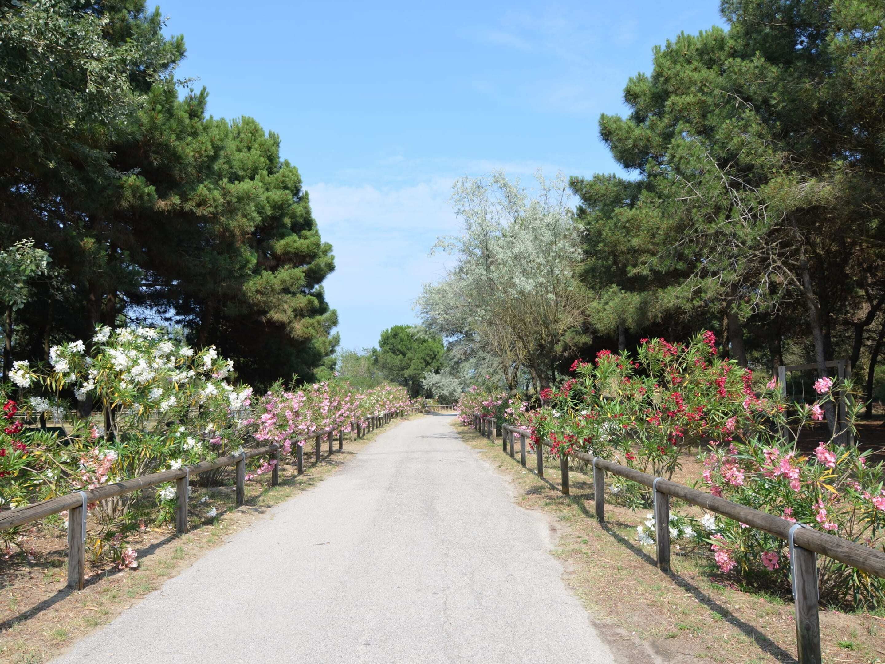 A paved pathway flanked by wooden fences and flowering plants, leading through a wooded area.