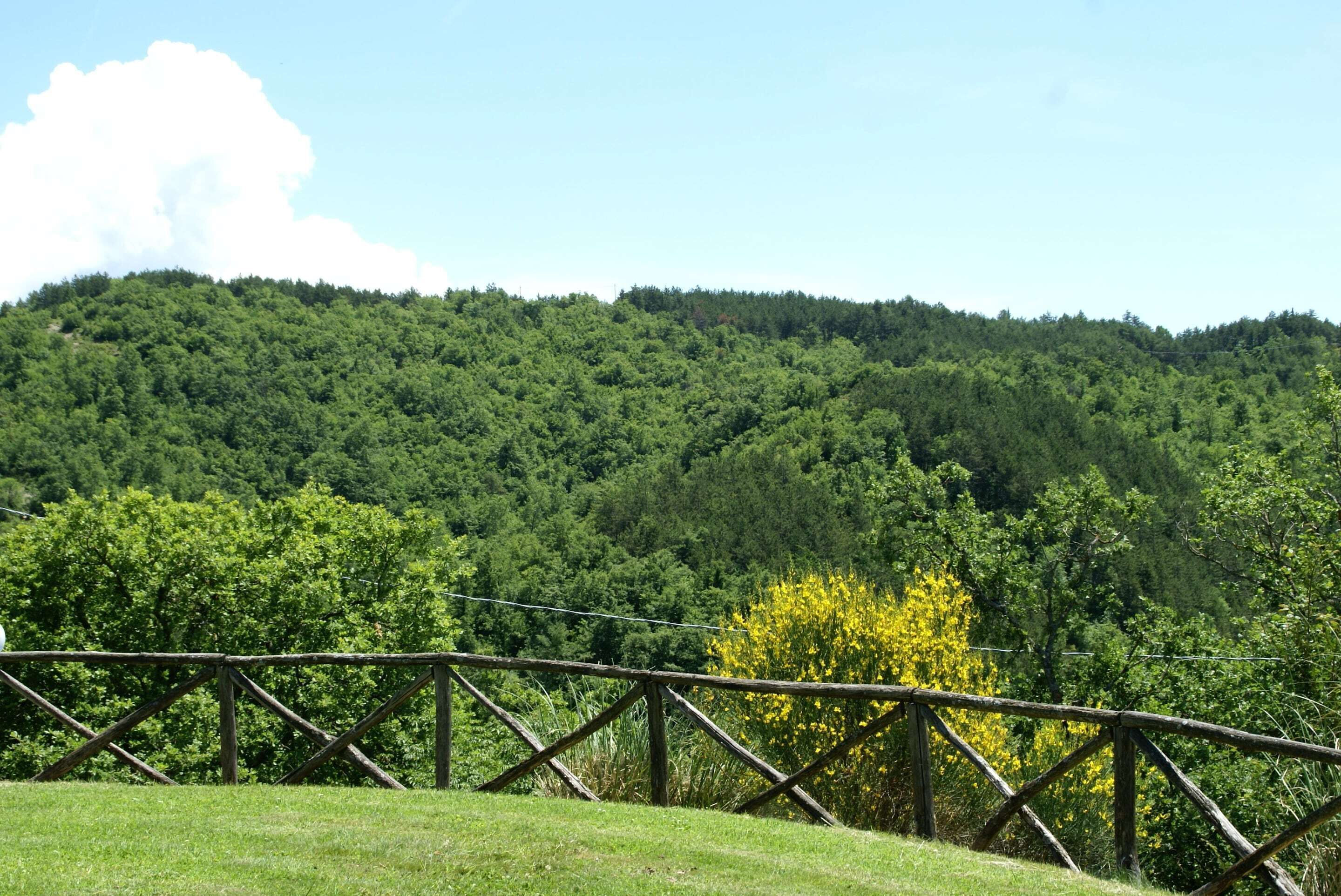 Un paisaje rural con una valla de madera, campos verdes exuberantes y un bosque denso al fondo.