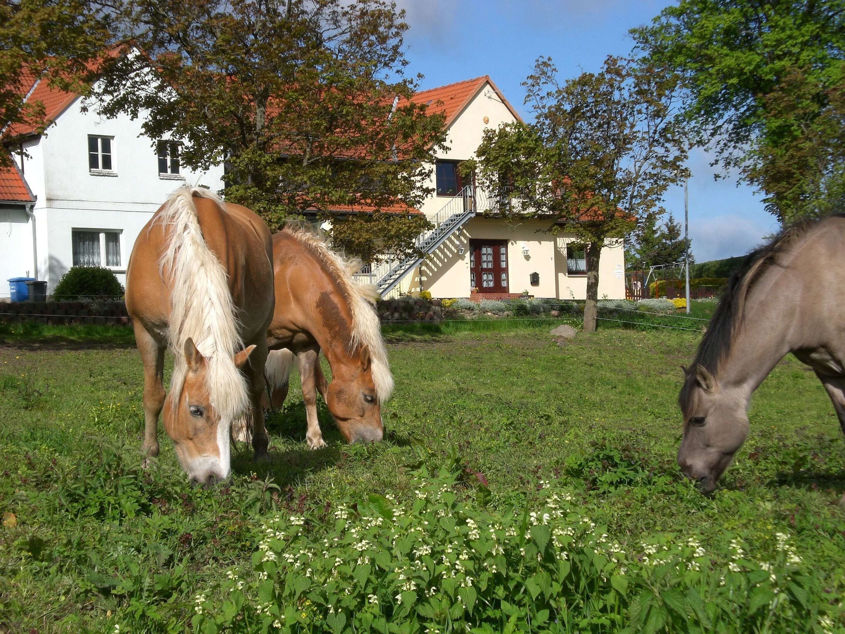 A stable with two horses grazing in a grassy field, a white building with a red roof in the background, and a staircase leading to a second floor.