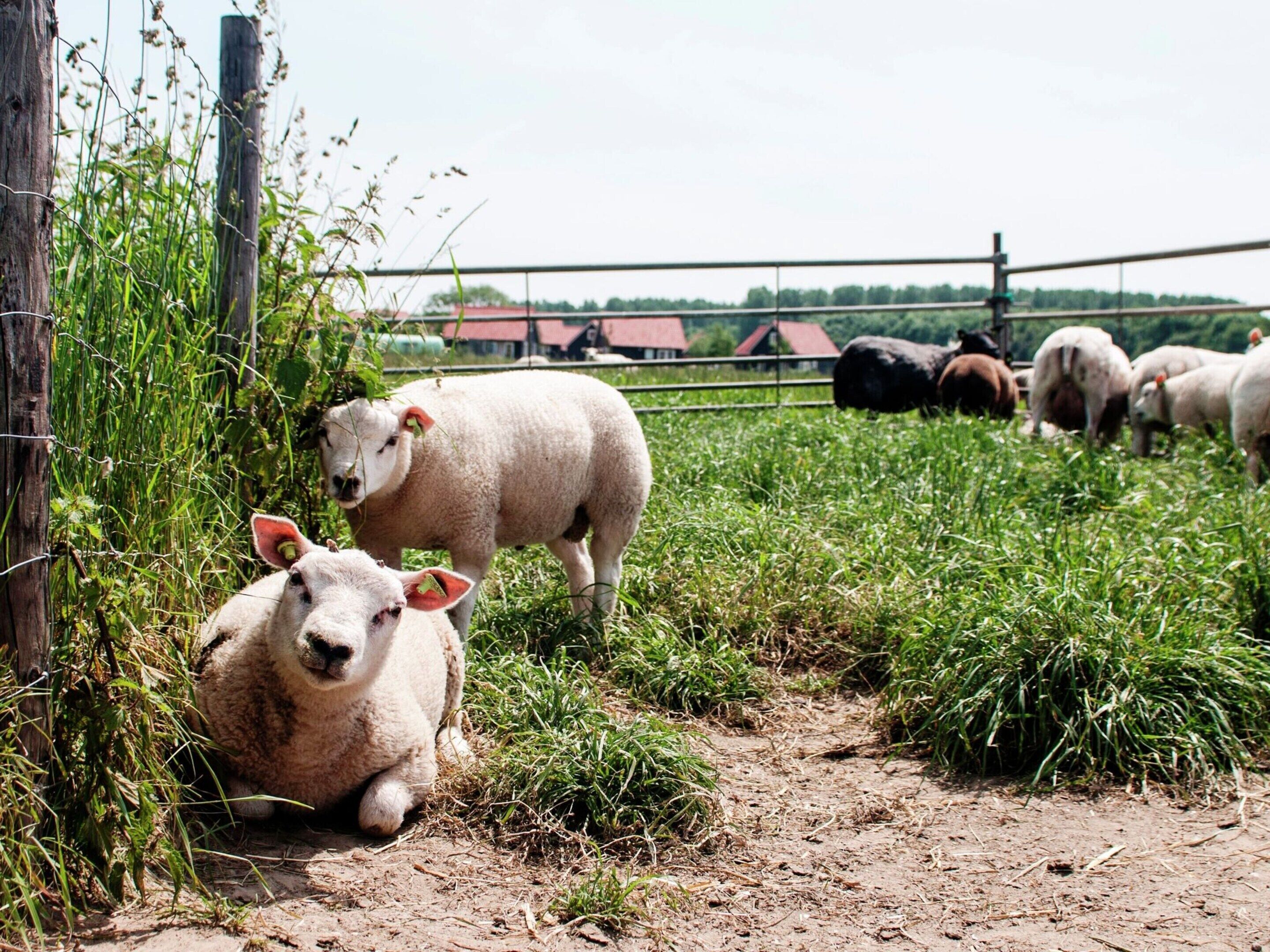 Een landelijk landschap met een onverharde weg, een hek en een kudde schapen die grazen.