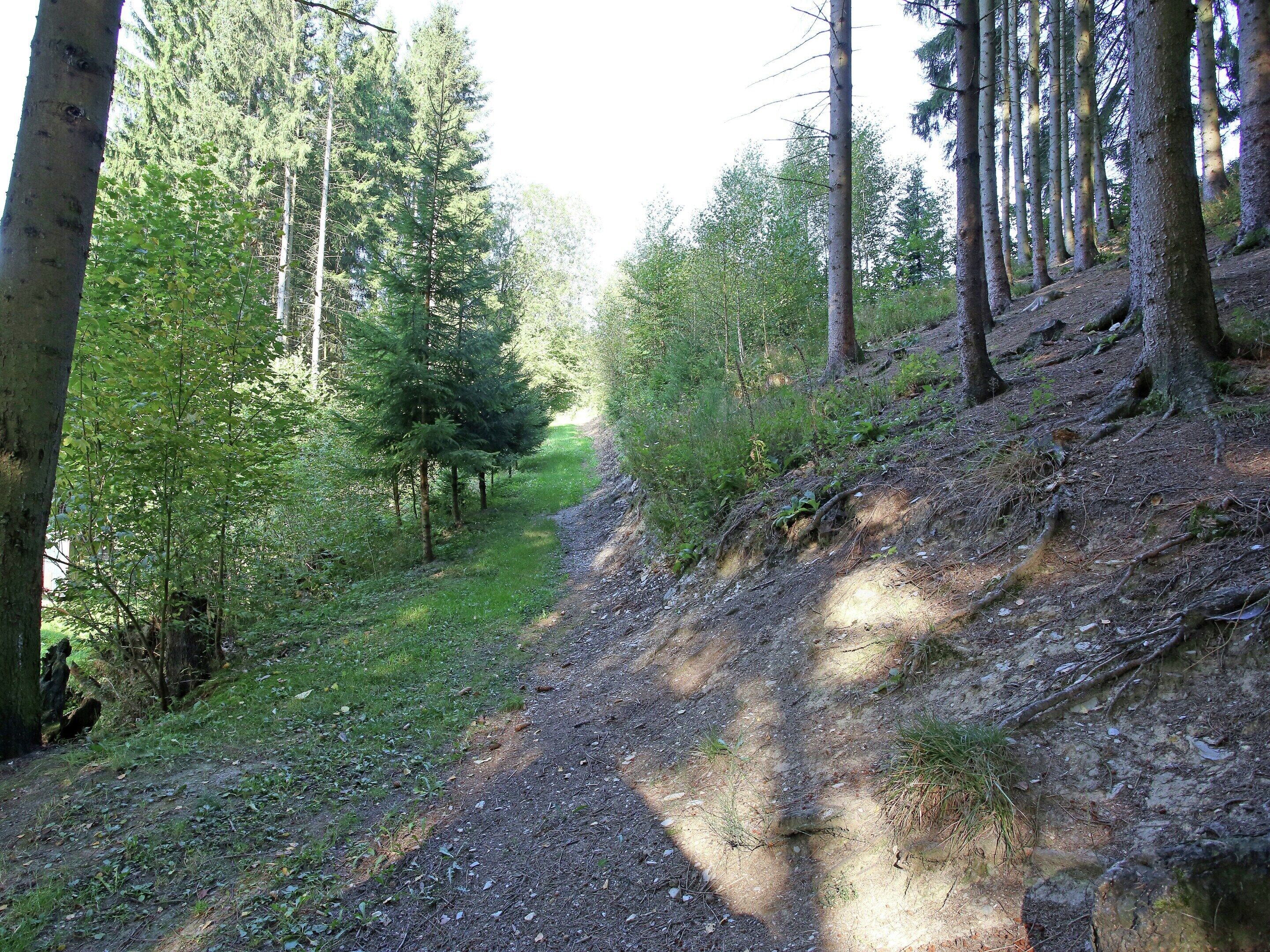 Ein bewaldeter Pfad mit Bäumen und einem Feldweg.
