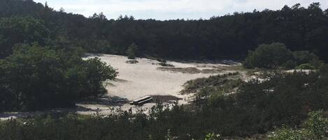 A natural landscape with a sandy area, dense forest, and a small structure.