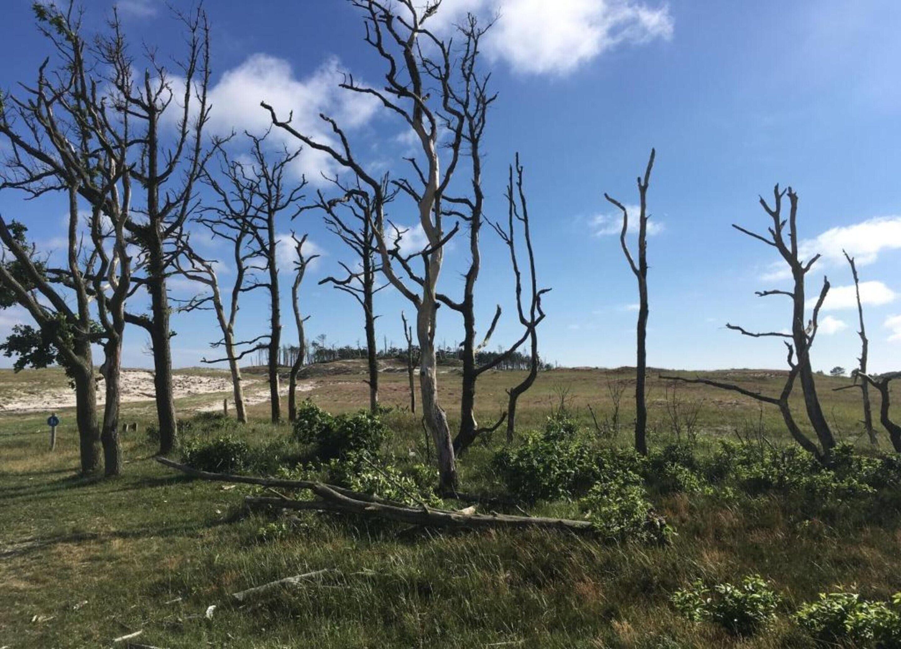 Un paisaje con numerosos árboles sin hojas y un campo cubierto de hierba bajo un cielo despejado.