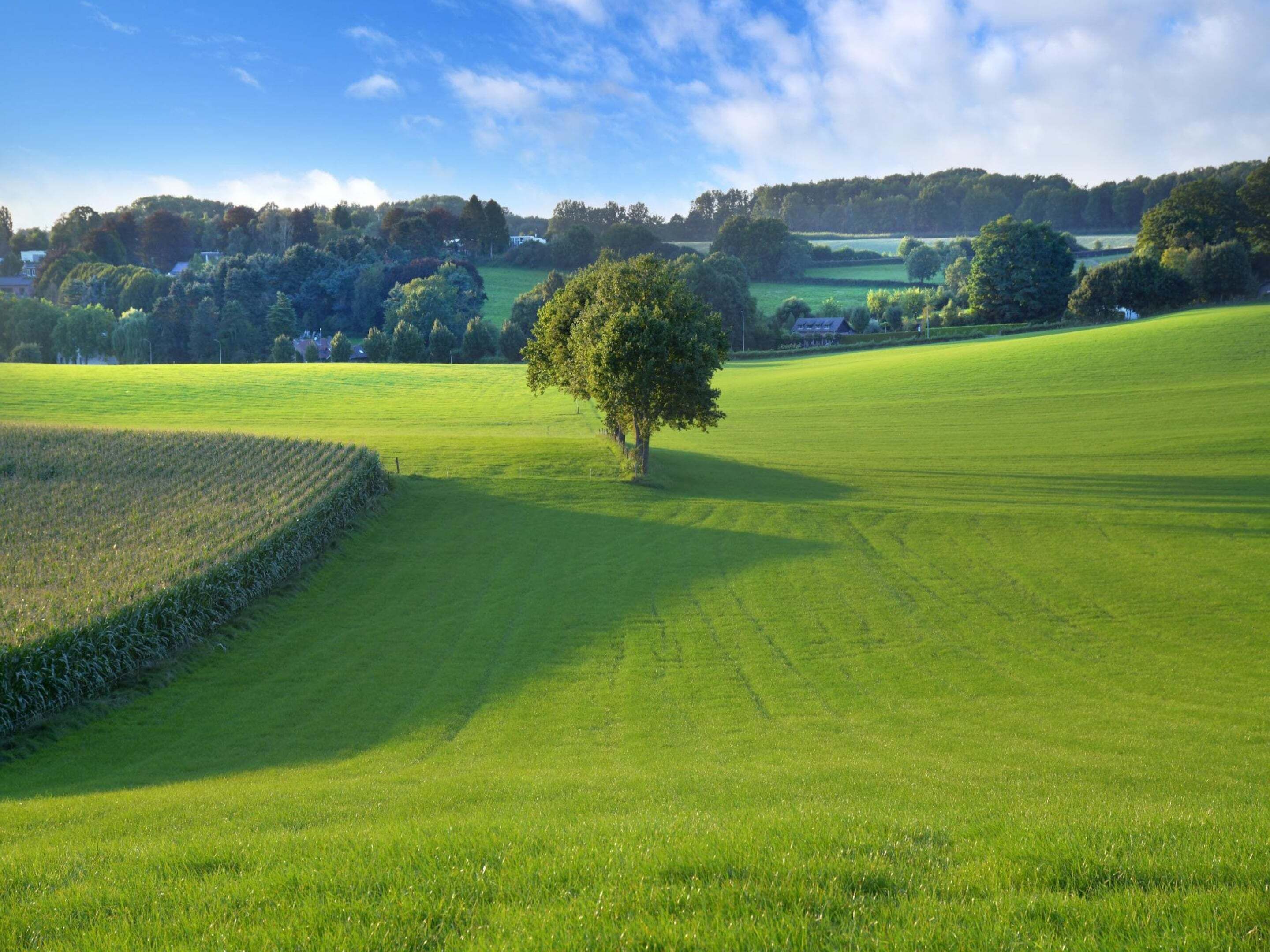 A rural landscape with a single tree in a field, surrounded by rolling hills and a clear sky.