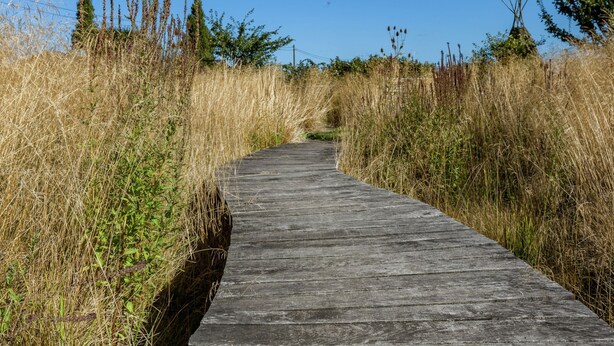 A wooden boardwalk through a grassy area with trees and shrubs on either side.