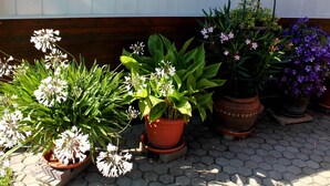 Blommor i krukor är placerade på ett golv med hexagonformade plattor, och en vit vägg syns i bakgrunden.