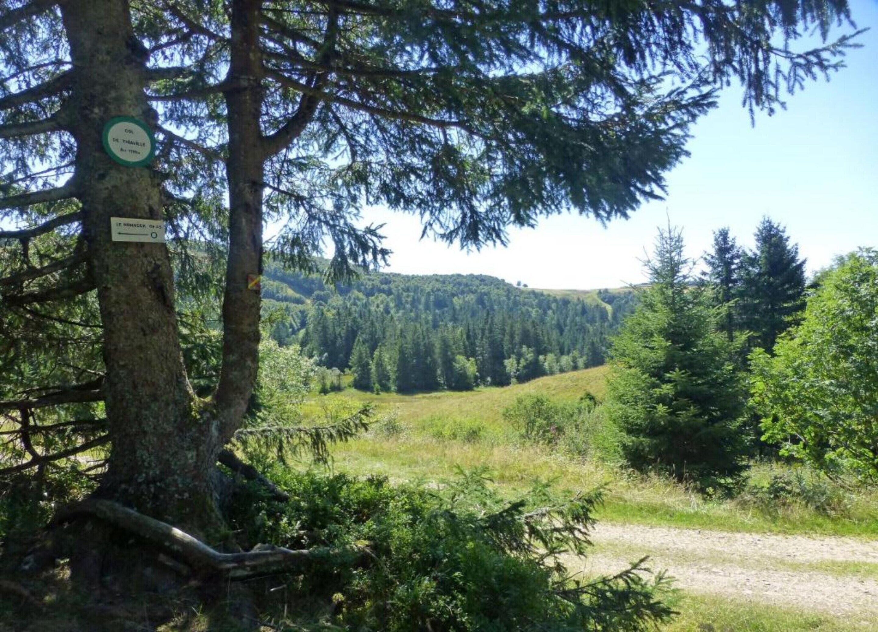 Un paysage naturel avec un arbre et un panneau indiquant un sentier.