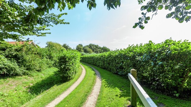 Ein schmaler Kiesweg, gesäumt von üppigen Grünhecken und Bäumen, der durch eine ländliche Landschaft führt.