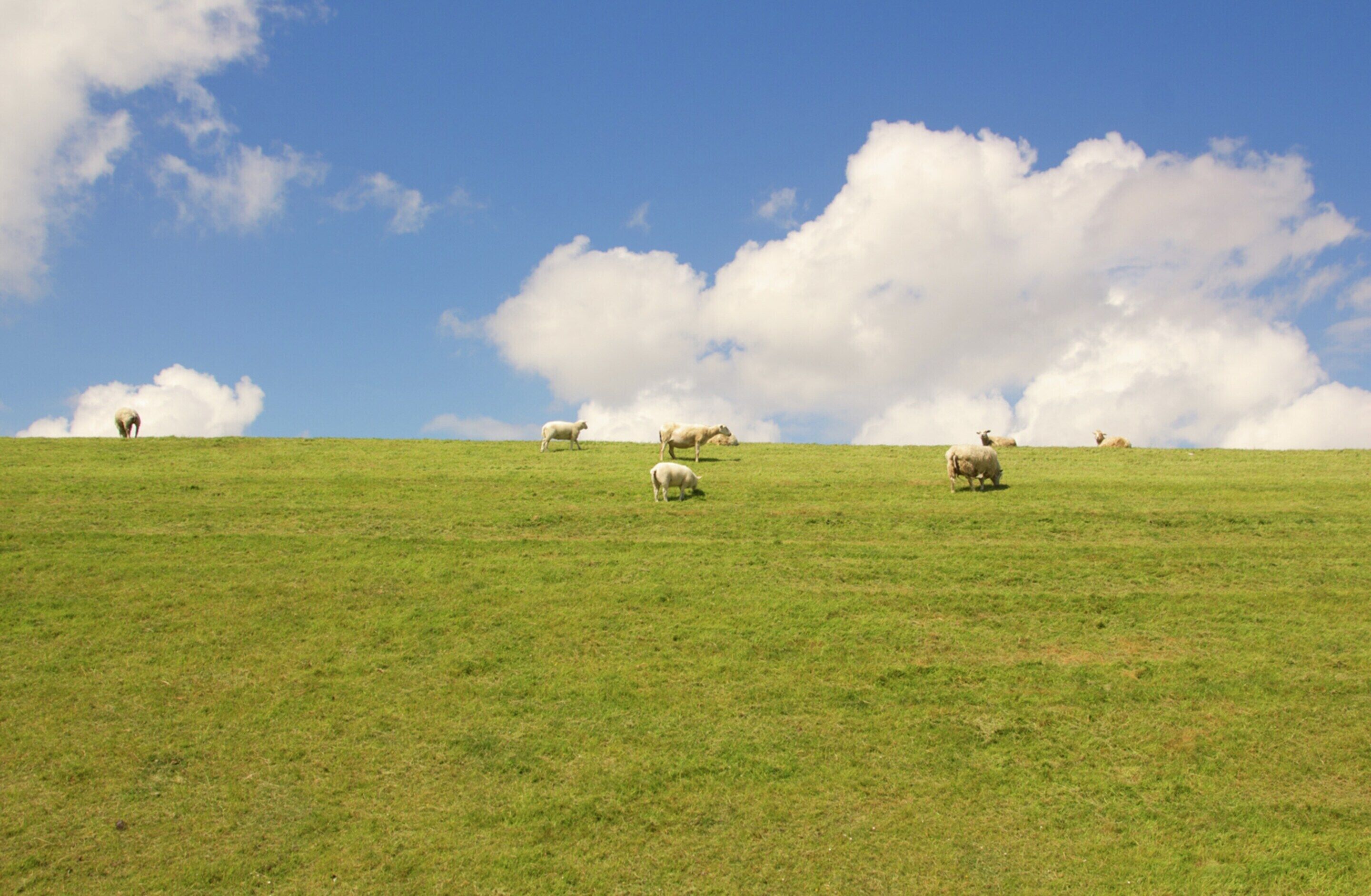 A grassy field with sheep grazing under a clear sky.