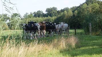 Tent | View from property