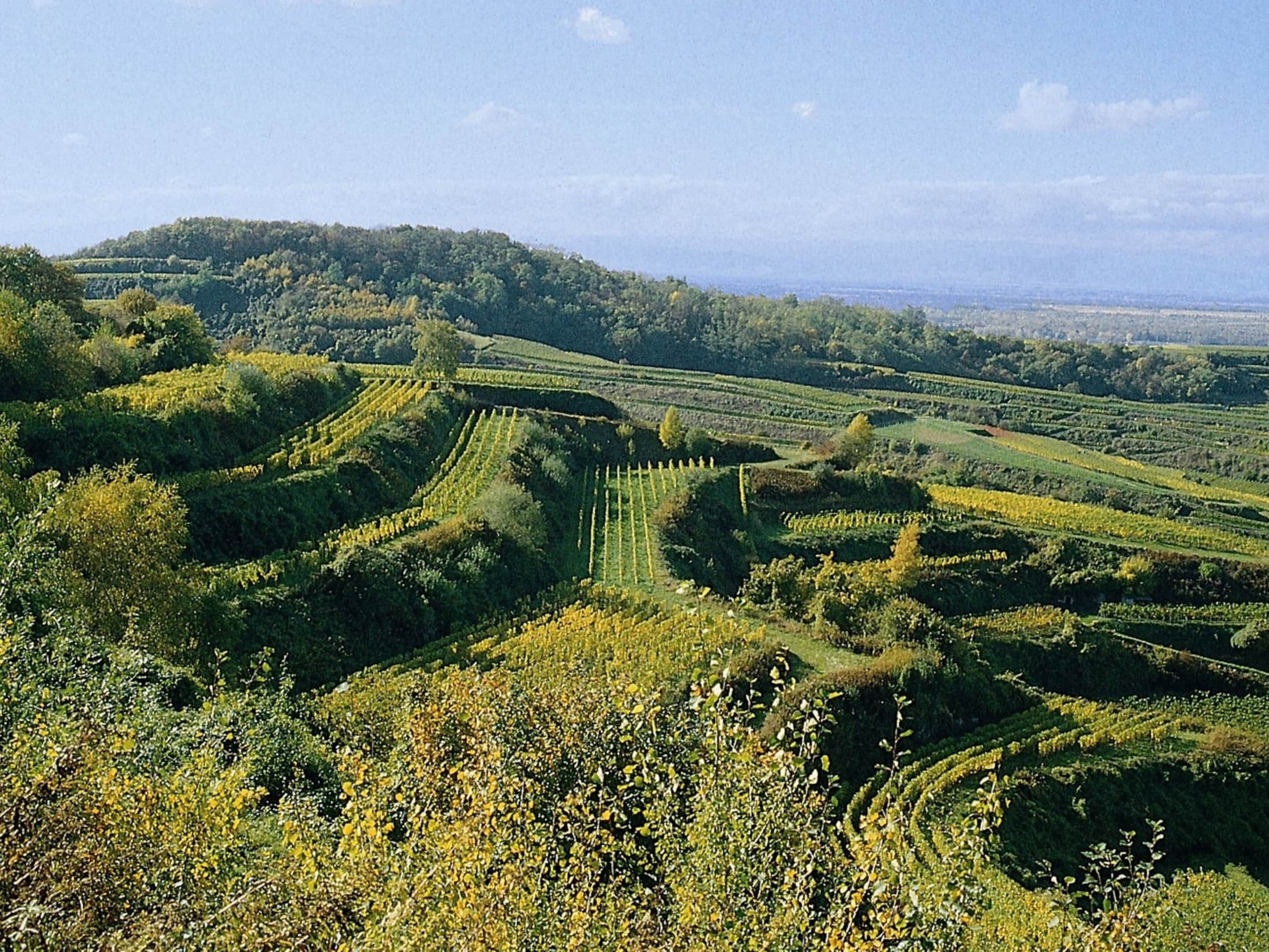 A vineyard with terraced fields and a distant view of a city.