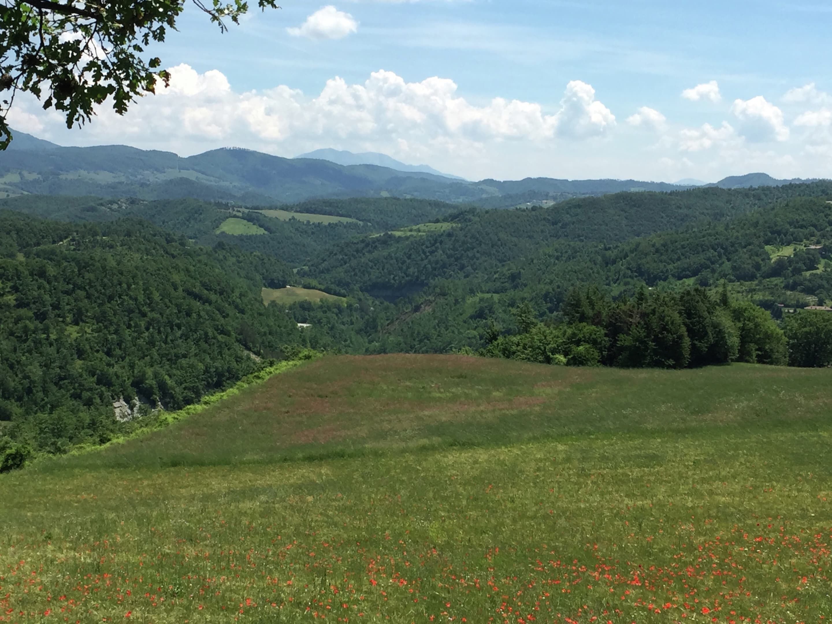 Vista panorámica de un paisaje montañoso con colinas ondulantes, bosques densos y cielo despejado.
