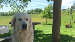 Un perro en un espacio exterior con césped, una mesa de picnic y macetas.