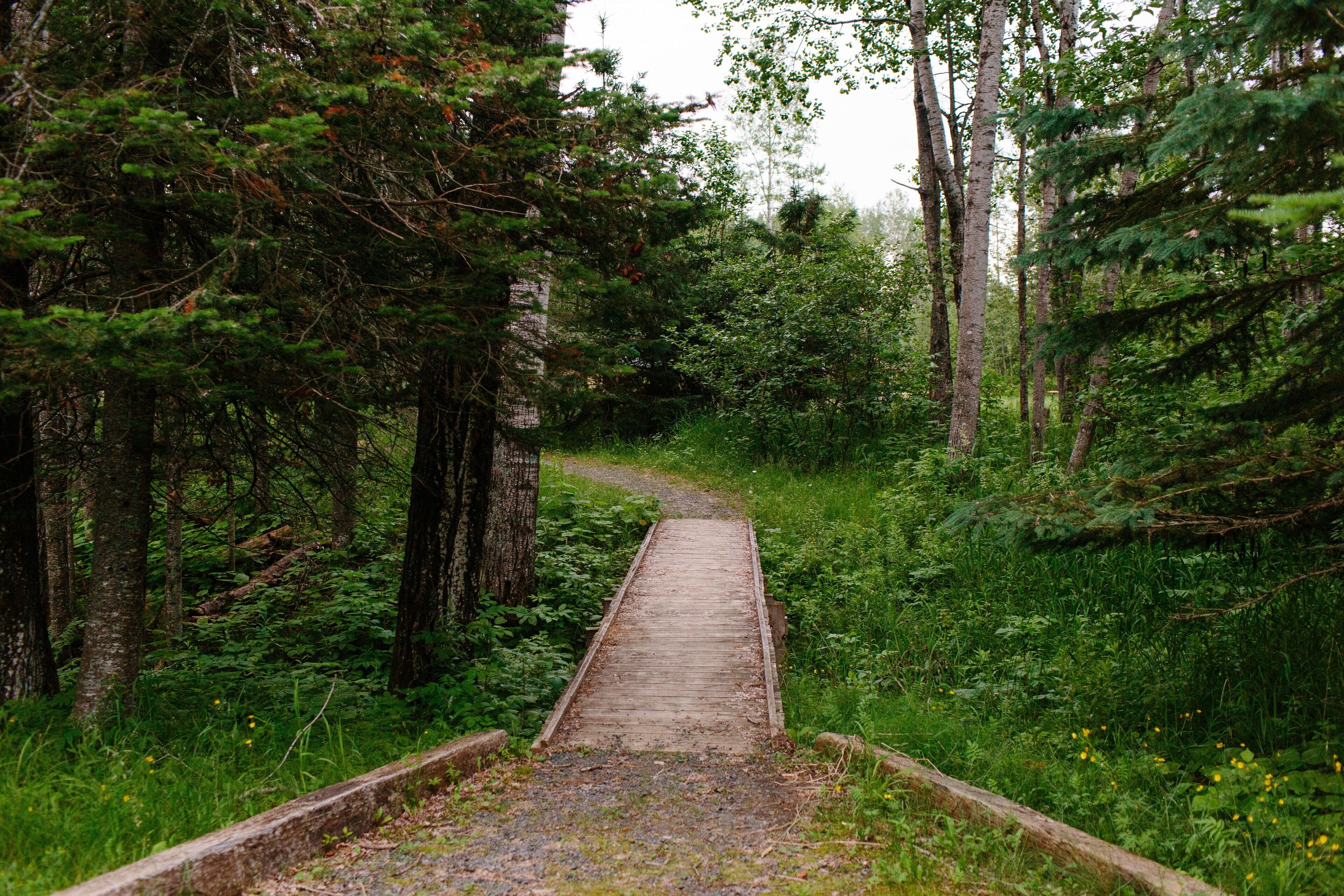 Kapea, puinen polku, joka kulkee tiheän metsän läpi.