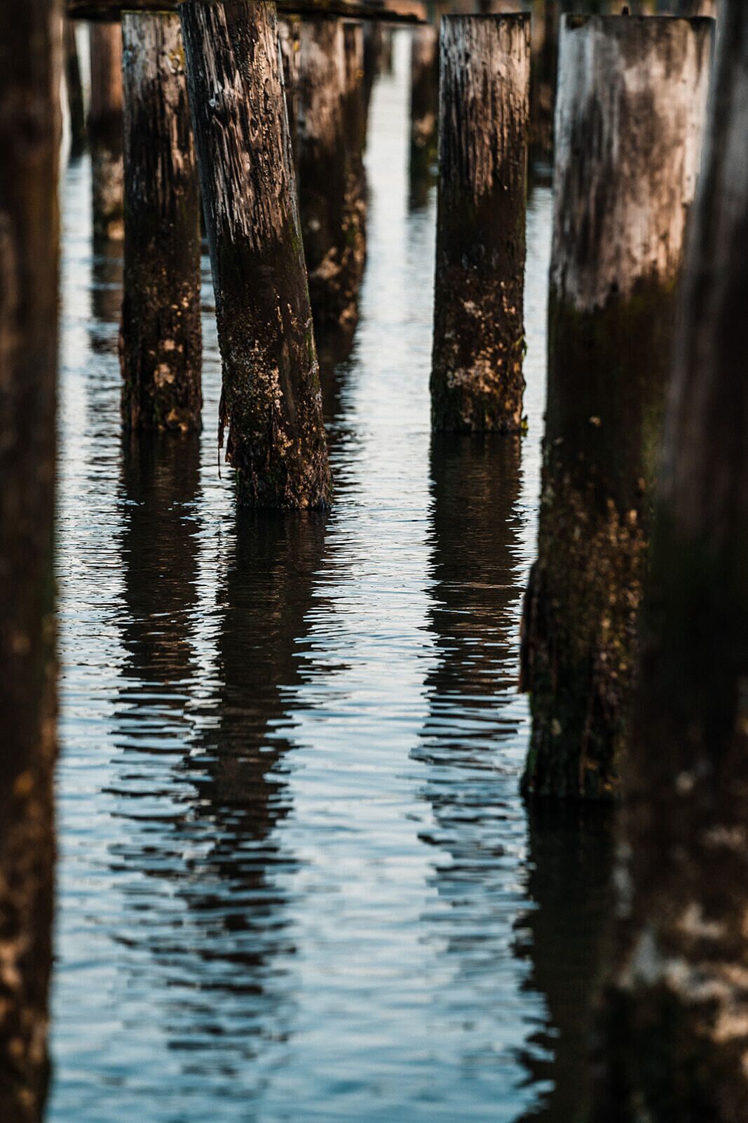 Wooden posts submerged in water.