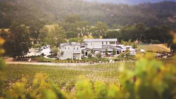 Pemandangan ladang anggur