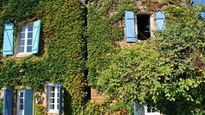 A building covered in ivy with blue shutters, featuring multiple windows and a stone facade.