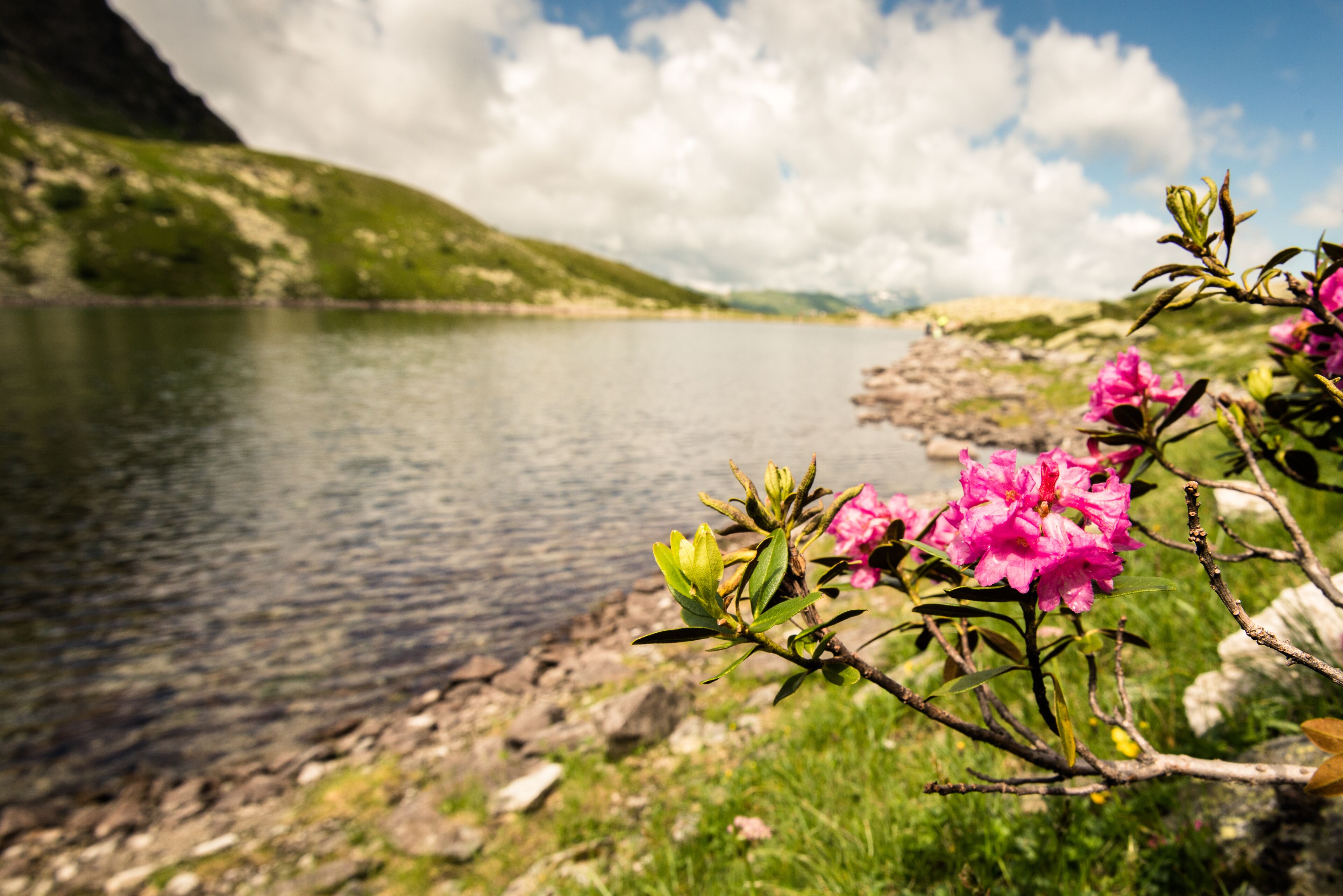 Un lac aux rives rocheuses, avec des fleurs roses en pleine floraison au premier plan.